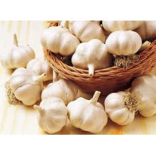 5,0 cm Pure White Knoblauch für den europäischen Markt